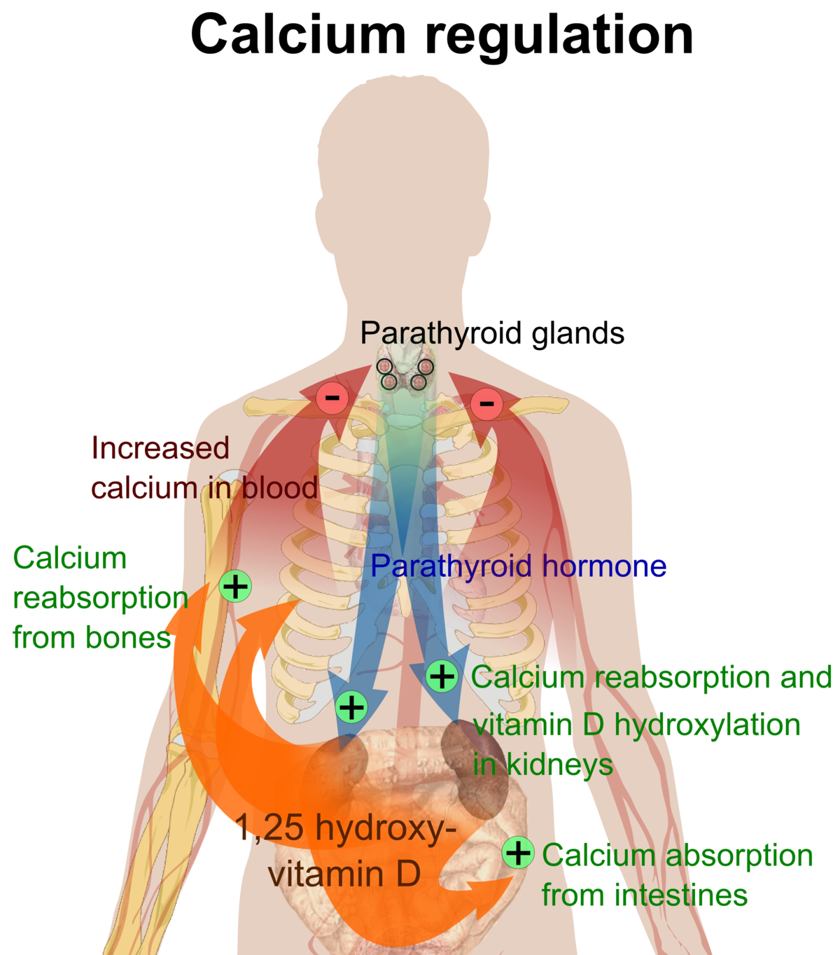 Filecalcium Regulationpng Wikimedia Commons