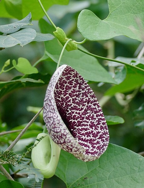 File:Calico-Flower (Aristolochia littoralis) (52777209630).jpg