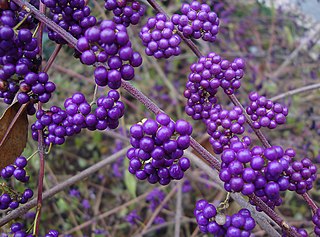 <i>Callicarpa shikokiana</i> Species of flowering plant