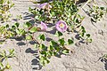 ハマヒルガオ Calystegia soldanella