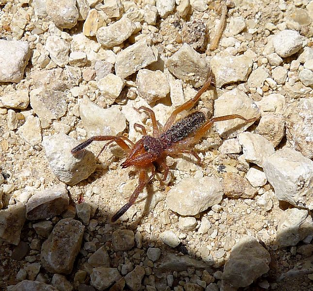 File:Camel spider Solifugae sp - Flickr - gailhampshire.jpg