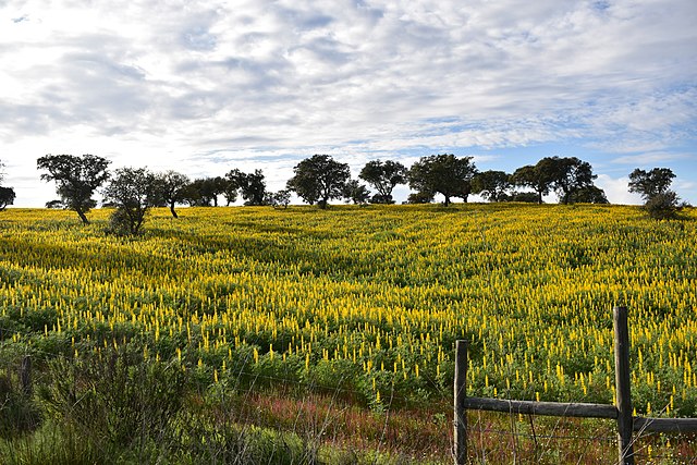 Paisagem típica do Alentejo