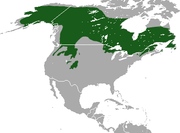 Canada Lynx area.png 