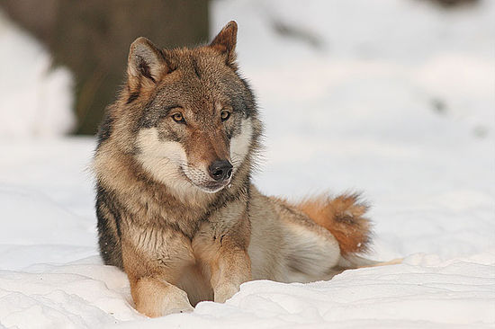 Αποτέλεσμα εικόνας για Λύκος (Canis lupus)