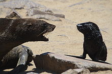 A confrontation at the Cape Cross seal colony Cape Cross Seal Colony confrontation.jpg