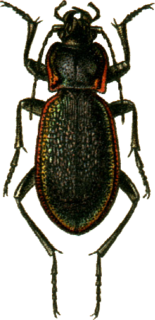 <i>Carabus vietinghoffii</i> Species of beetle