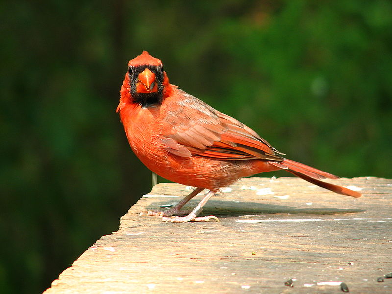 File:Cardinal male 2.JPG