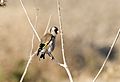 Carduelis carduelis - European goldfinch, Adana 2016-12-11 01-1.jpg