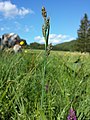 Inflorescence