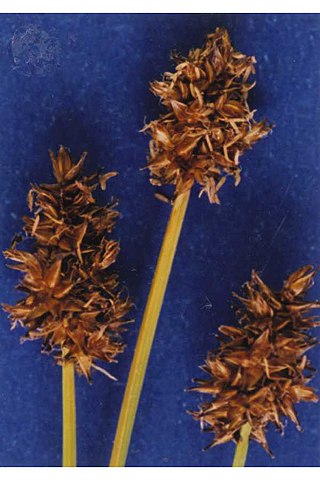 <i>Carex jonesii</i> Species of grass-like plant