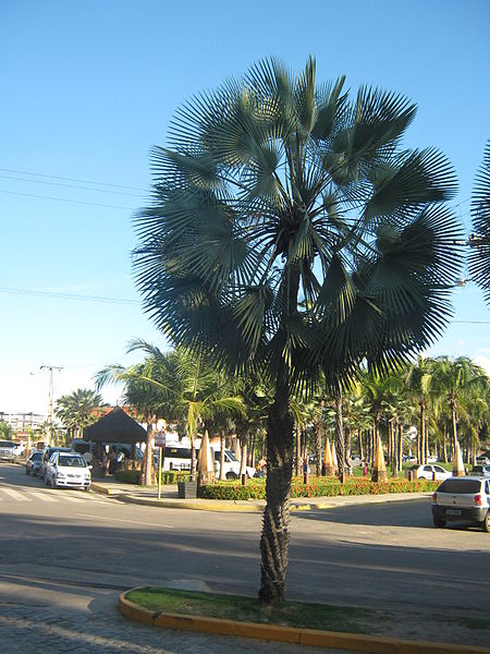 Copernicia alba