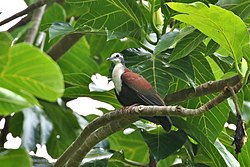 Caroline Islands Ground-Dove.jpg