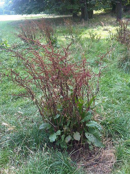 File:Caryophyllales - Rumex obtusifolius 1.jpg