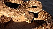 Category:Snakes of Mexico - Wikimedia Commons