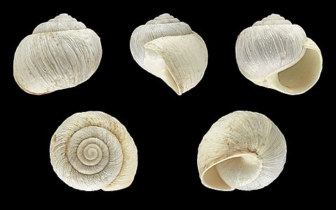 Caseolus bowdichianus (subfossil)