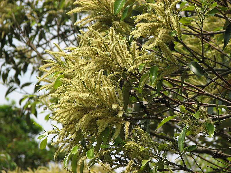 File:Castanopsis sieboldii flower.jpg