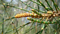 Casuarina glauca zum vgl