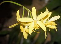 Cattleya crispata