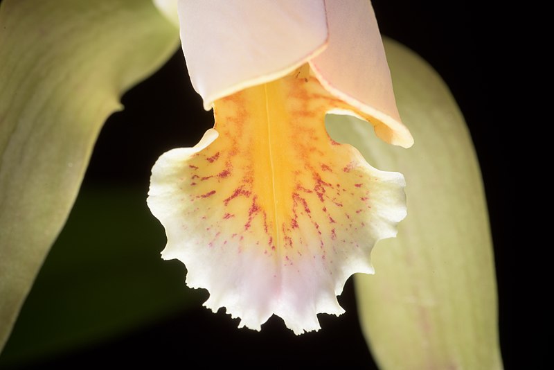 File:Cattleya forbesii ‘Prazer’ Lindl., Coll. Bot.- t. 37 (1826) (35218395302).jpg