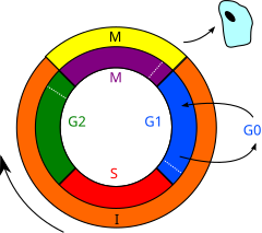 Fases do ciclo celular (artigo)