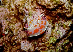 Ceratosoma amoenum - Szegény Lovag-szigetek - 4329150760.jpg