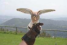 A European kestrel (Falco tinnunculus) landing on its falconer's hand, showing the style of gauntlet typically used for falcons. Cernicalo comun.JPG