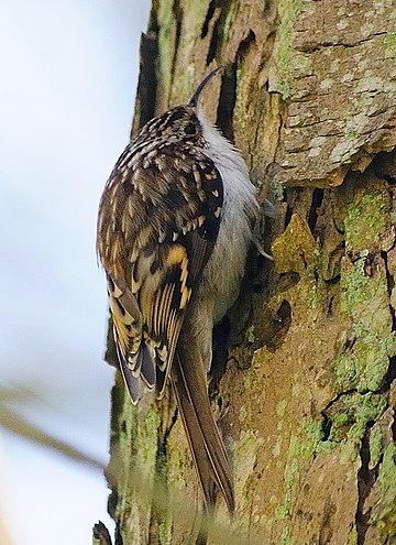 Certhia familiaris