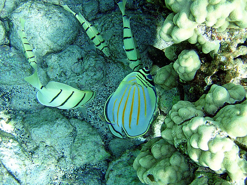 File:Chaetodon ornatissimus and Acanthurus triostegus.jpg