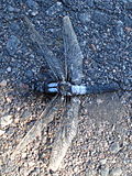Thumbnail for Chalk-fronted corporal