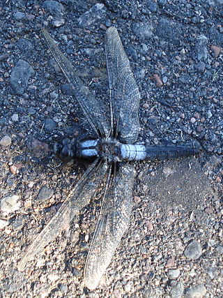 <span class="mw-page-title-main">Chalk-fronted corporal</span> Species of dragonfly
