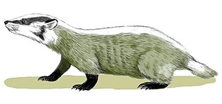 <i>Chamitataxus</i> Extinct genus of carnivores