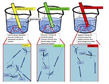 Capillary tube assay for chemotaxis. Motile prokaryotes sense chemicals in their environment and change their motility accordingly. Absent chemicals, movement is completely random. When an attractant or repellent is present, runs become longer and tumbles become less frequent. The result is net movement towards or away from the chemical (i.e., up or down the chemical gradient). The net movement can be seen in the beaker, where the bacteria accumulate around the origin of the attractant, and away from the origin of the repellent. Chemotaxis1.jpg