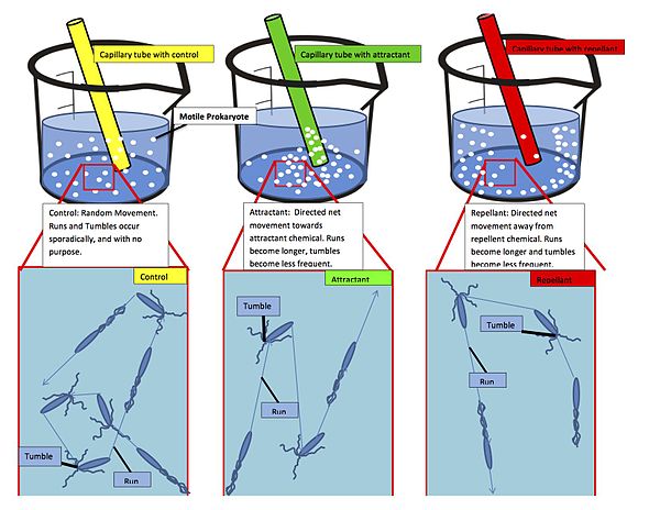 Capillary tube assay for chemotaxis. Motile prokaryotes sense chemicals in their environment and change their motility accordingly. Absent chemicals, 