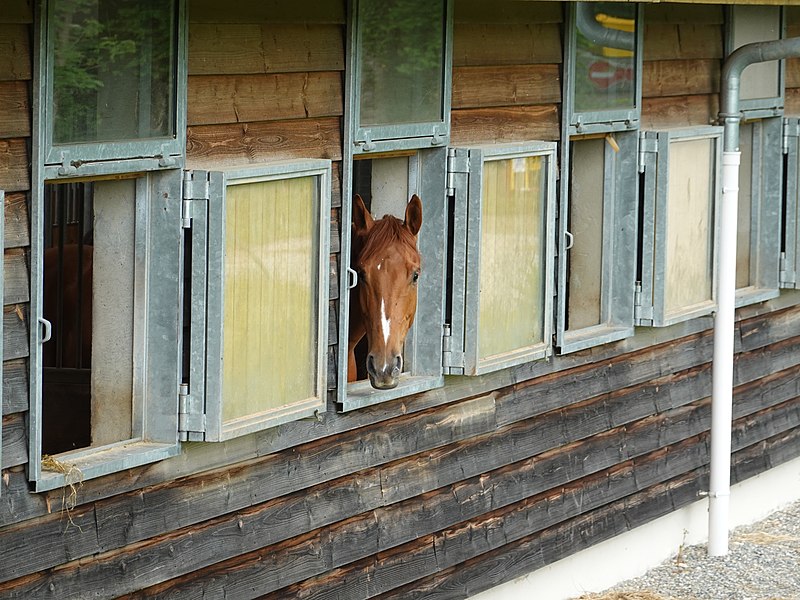 File:Cheval @ Centre Équestre de Moulin Rouge @ Seynod (50884700348).jpg