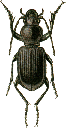 Chilotomus chalybaeus Jacobson.png