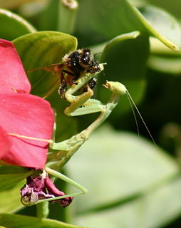 Stagmomantinae Subfamily of praying mantises