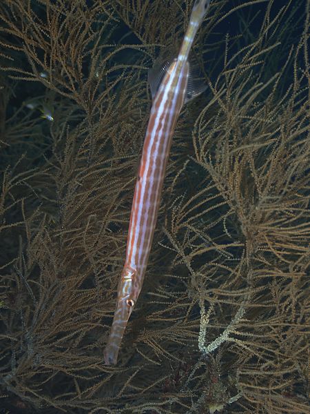 File:Chinese trumpetfish (14444168916).jpg