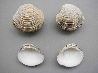 <i>Chione cancellata</i> Species of bivalve