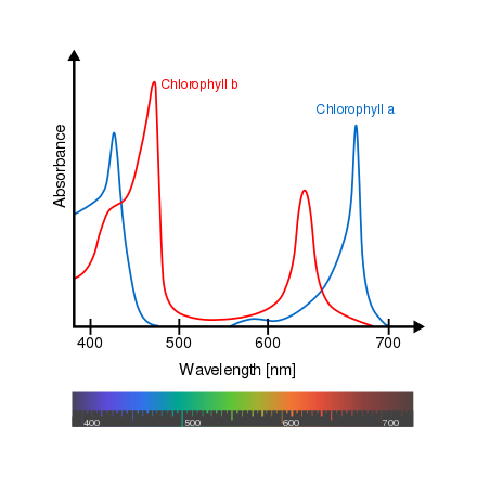 Absorbance spectra of free chlorophyll a (blue) and b (red) in a solvent. The action spectra of chlorophyll molecules are slightly modified in vivo depending on specific pigment–protein interactions.