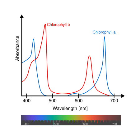 Tập_tin:Chlorophyll_ab_spectra-en.svg