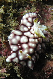 <i>Goniobranchus geometricus</i> Species of gastropod