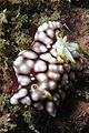 Goniobranchus geometricus