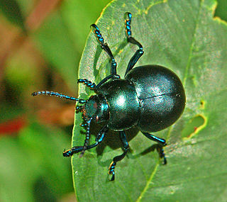 Bloody-nosed beetle Species of beetle