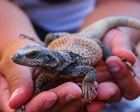 Common Chuckwalla, Mojave Desert, California.