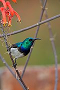 sunbird with green upperparts, white underparts, blackish wings, and blue-and-black breast