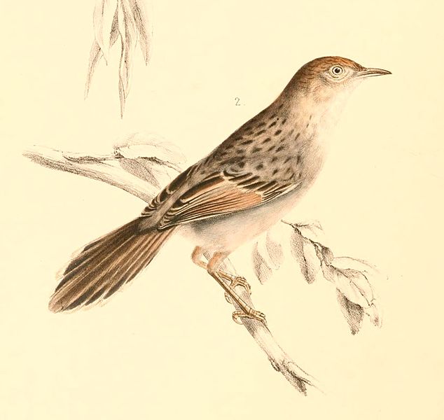 File:Cisticola subruficapilla 1838.jpg