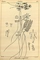 Cleisostomopsis roseus as syn. Sarcanthus roseus (1852)