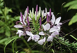 Cleome hassleriana