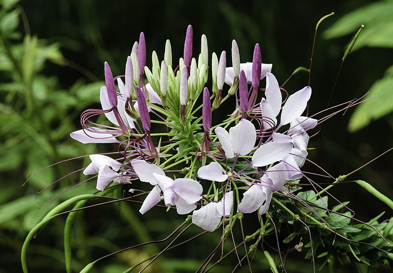 File:Cleome hassleriana NBG 2 LR.jpg