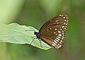 * Nomination: Close wing Basking posture of Euploea klugii Moore, 1858 - King Crow (Male). By User:Sandipoutsider --MaheshBaruahwildlife 07:41, 22 May 2023 (UTC) * * Review needed